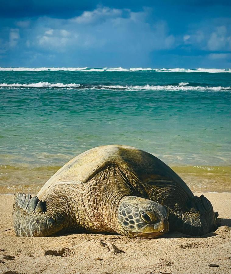 Explore Maui'S Diverse Campgrounds And Uncover The Island'S Beauty From Fresh Perspectives Every Day As You Journey With Aloha Glamp'S Great Jeep Equipped With A Rooftop Tent Паиа Экстерьер фото